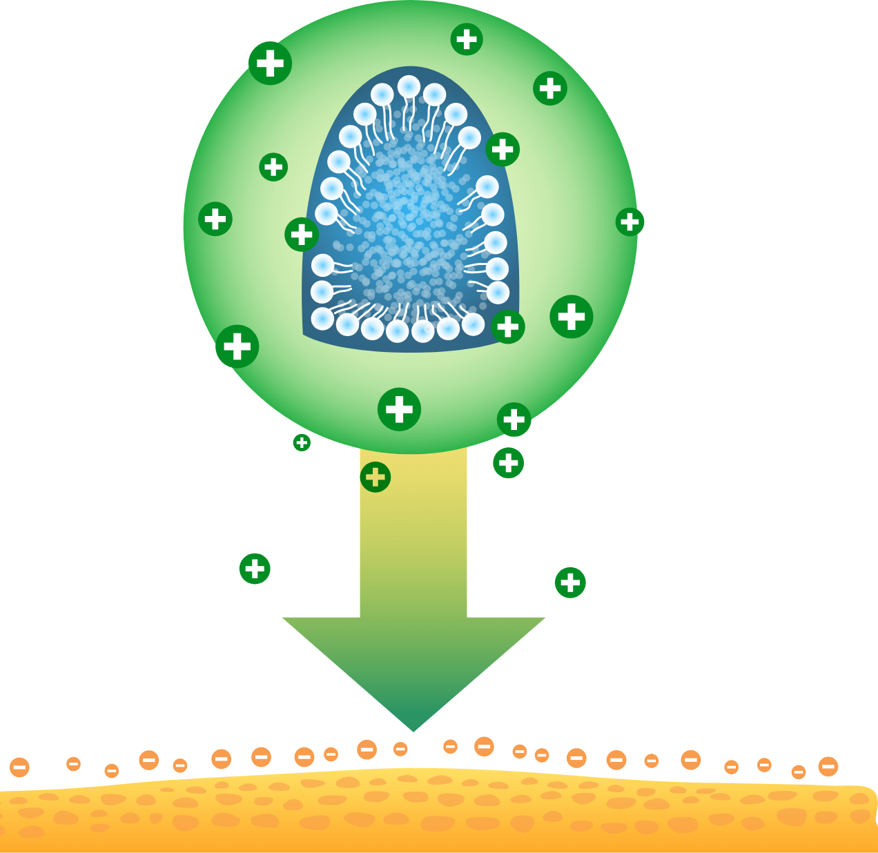 Nanodroplets form an electrostatic attraction with anionic ocular surface